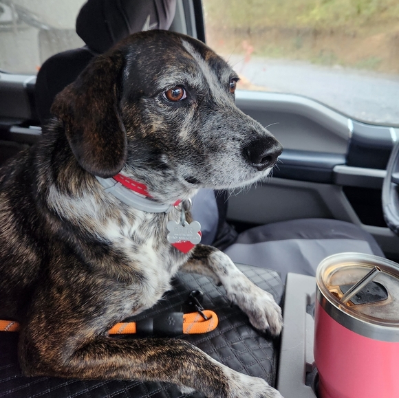 Meet your Posher, Pam. I WILL ACCEPT ANY REASOABLE OFFER - Picture 2 of 13